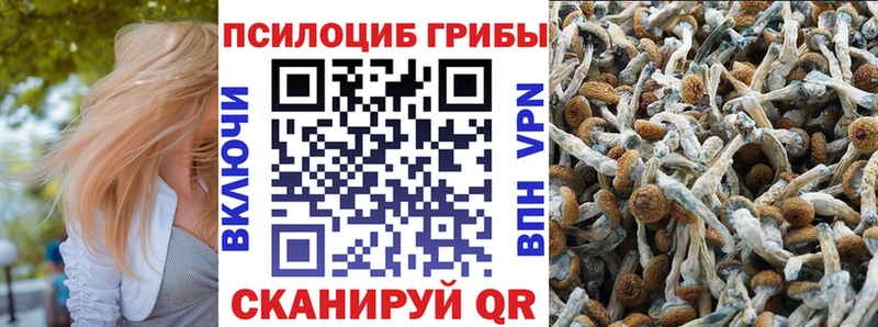 Псилоцибиновые грибы Cubensis  Сургут 